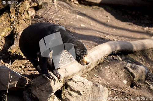 Image of Malaysian bear or Sun bear 