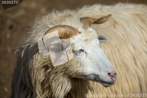 Image of ram or rammer, male of sheep