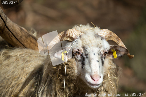 Image of ram or rammer, male of sheep