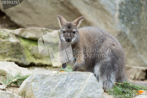 Image of Closeup of a Red-necked Wallaby