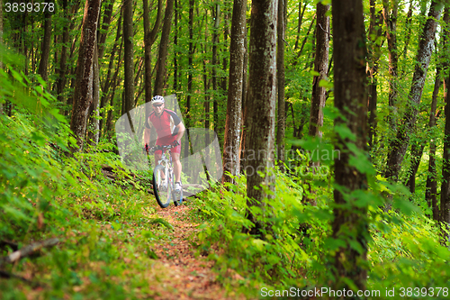 Image of Rider on Mountain Bicycle it the forest