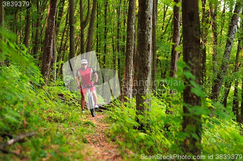 Image of Rider on Mountain Bicycle it the forest