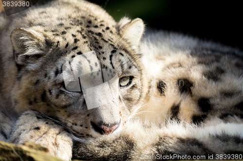 Image of snow leopard, Irbis Uncia uncia