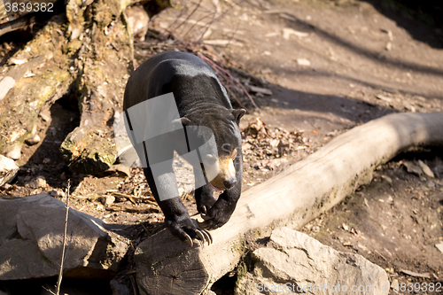 Image of Malaysian bear or Sun bear 