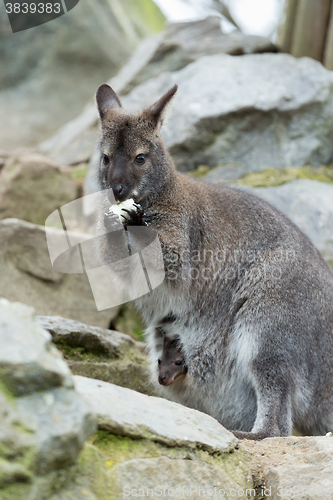 Image of Closeup of a Red-necked Wallaby