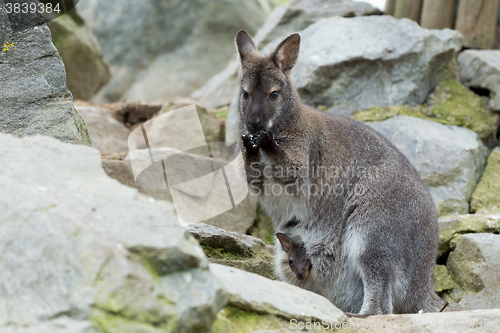 Image of Closeup of a Red-necked Wallaby