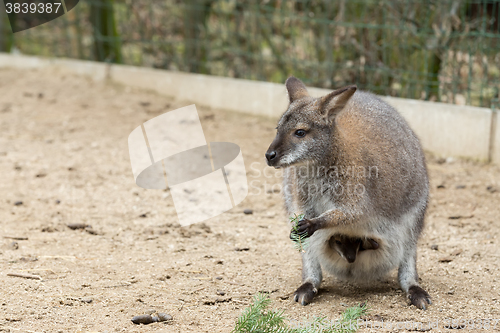 Image of Closeup of a Red-necked Wallaby