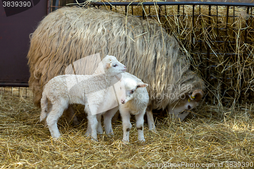 Image of Sheep with lamb on rural farm