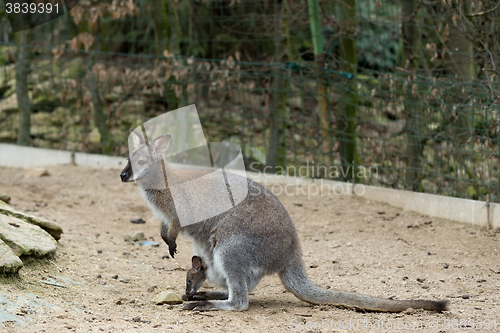 Image of Closeup of a Red-necked Wallaby