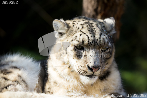 Image of snow leopard, Irbis Uncia uncia