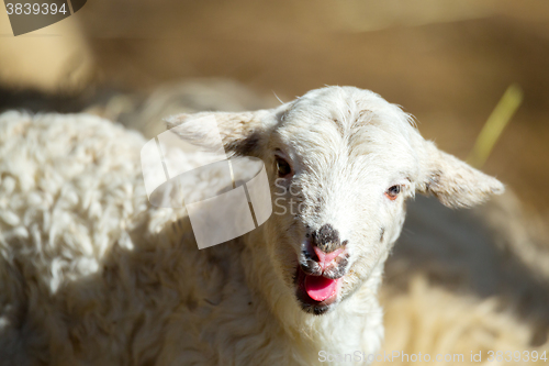 Image of Sheep with lamb on rural farm