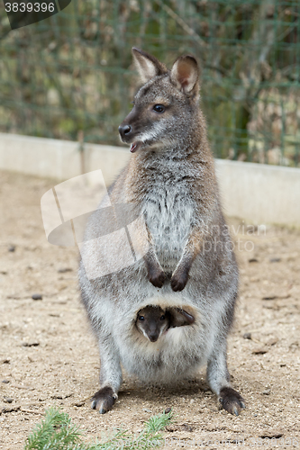 Image of Closeup of a Red-necked Wallaby