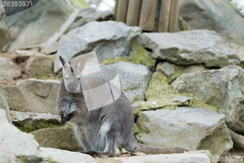 Image of Closeup of a Red-necked Wallaby