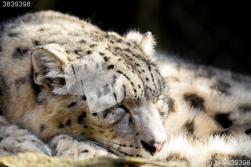 Image of snow leopard, Irbis Uncia uncia