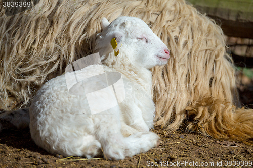 Image of Sheep with lamb on rural farm