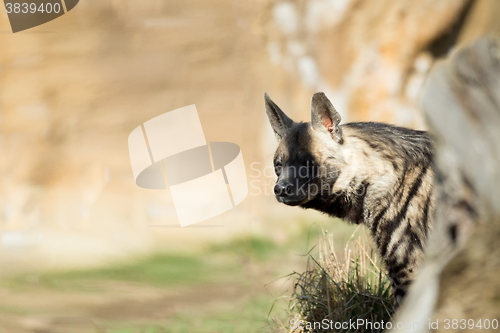 Image of Striped hyena (Hyaena hyaena)