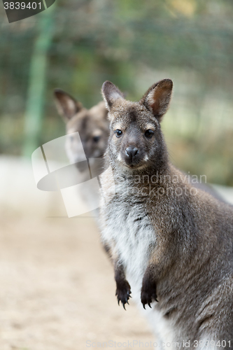 Image of Closeup of a Red-necked Wallaby