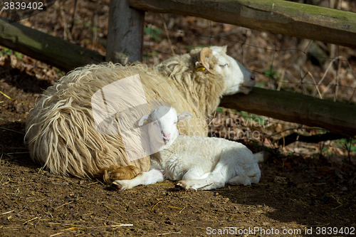 Image of Sheep with lamb on rural farm