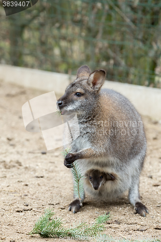 Image of Closeup of a Red-necked Wallaby