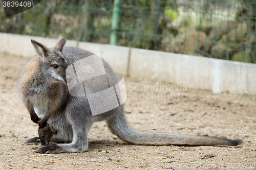 Image of Closeup of a Red-necked Wallaby