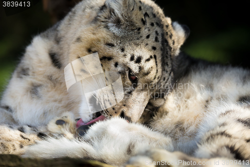 Image of snow leopard, Irbis Uncia uncia