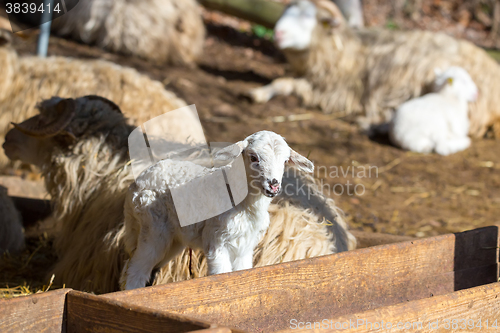 Image of Sheep with lamb on rural farm