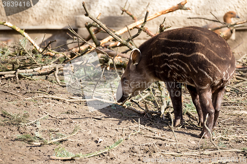 Image of baby of the endangered South American tapir