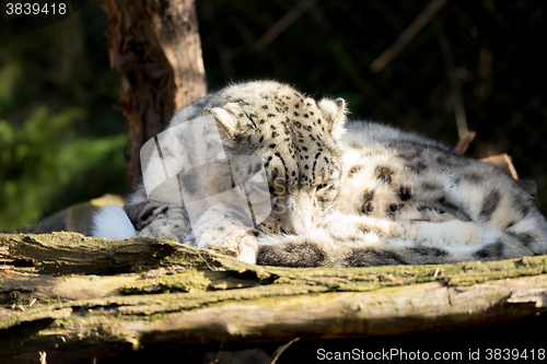 Image of snow leopard, Irbis Uncia uncia