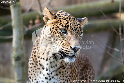 Image of portrait of Persian leopard