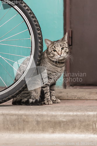 Image of Grey tabby derelict cat