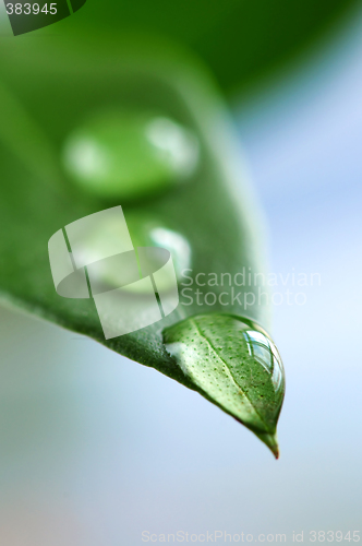 Image of Green leaf with water drops