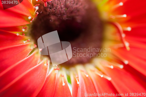 Image of red gerbera flower closeup