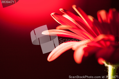 Image of red gerbera flower closeup