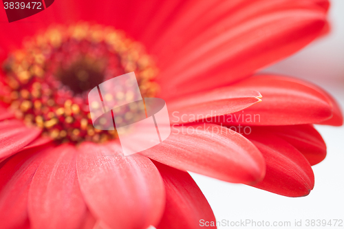 Image of red gerbera flower closeup