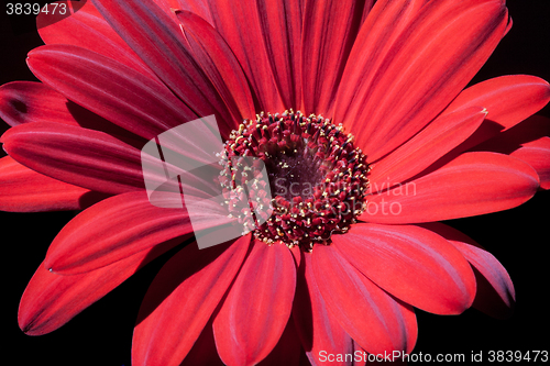 Image of red gerbera flower closeup