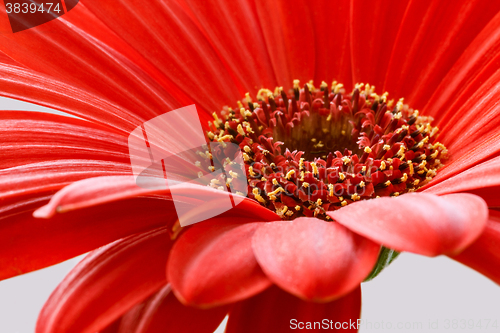 Image of red gerbera flower closeup