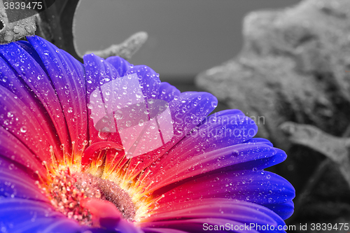 Image of wet gradient gerbera flower closeup