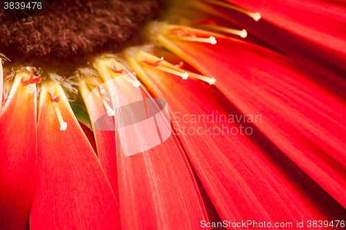 Image of red gerbera flower closeup