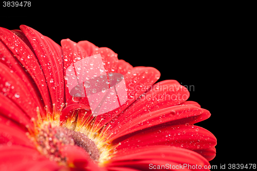 Image of wet red gerbera flower closeup