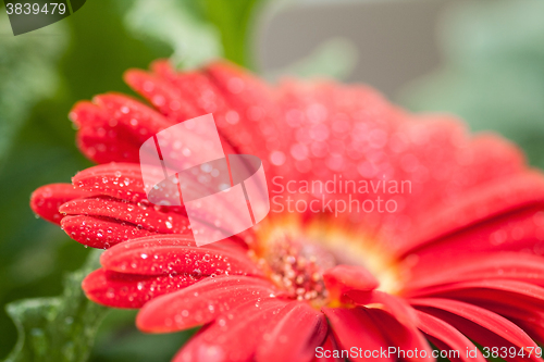 Image of wet red gerbera flower closeup