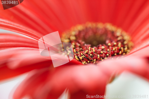 Image of red gerbera flower closeup