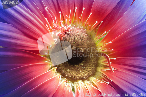 Image of vibrant colored gerbera flower closeup