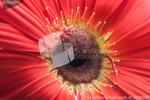 Image of red gerbera flower closeup