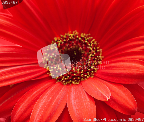 Image of red gerbera flower closeup