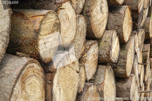 Image of stacked tree trunks