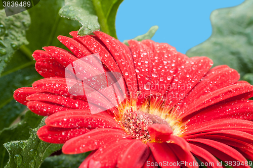 Image of wet red gerbera flower closeup
