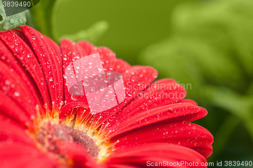 Image of wet red gerbera flower closeup