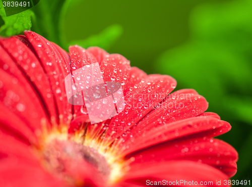 Image of wet red gerbera flower closeup