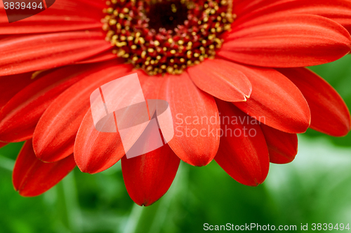 Image of red gerbera flower closeup