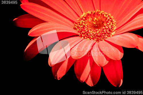 Image of red gerbera flower closeup